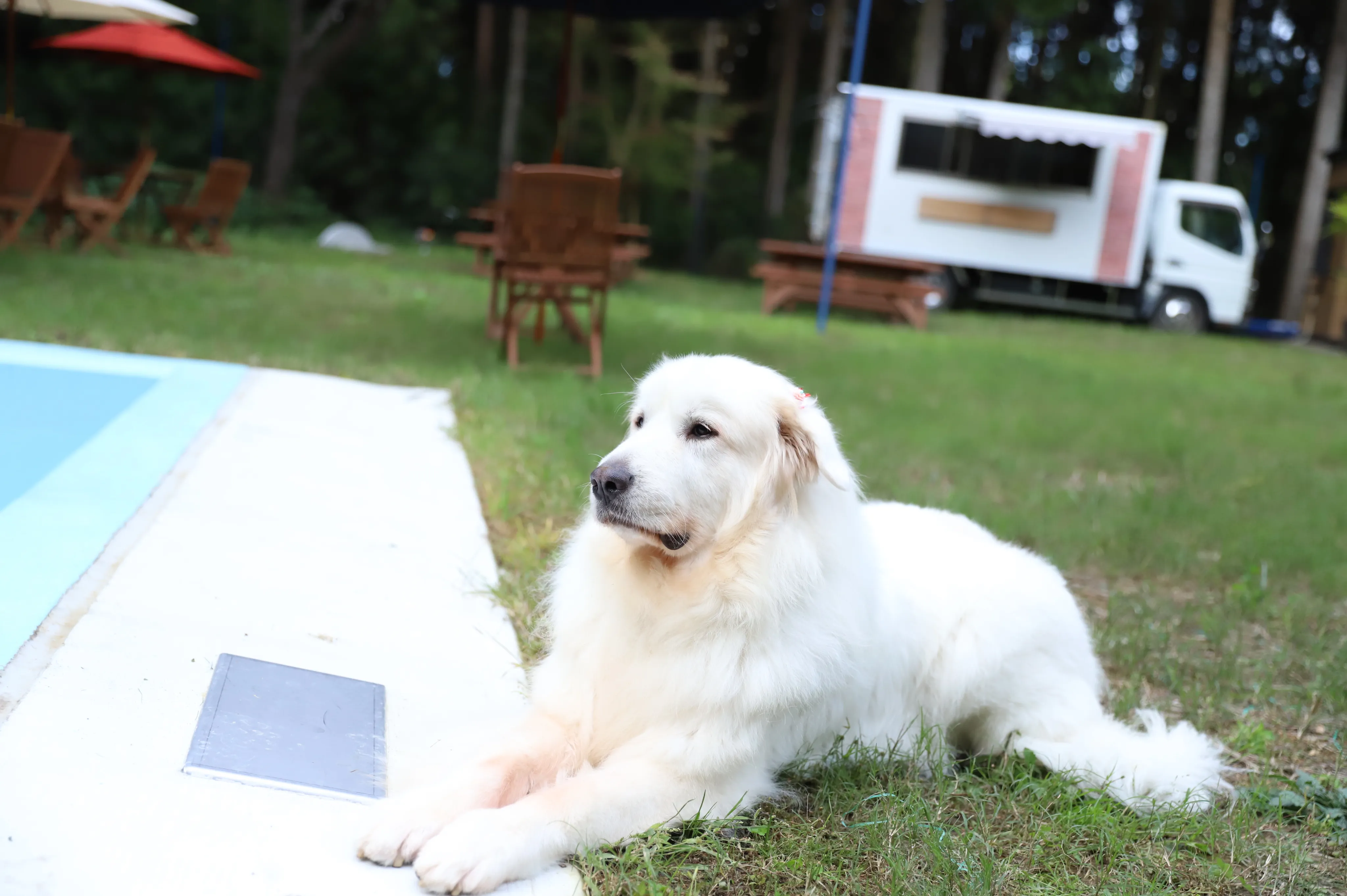 カフェ ほしのスター