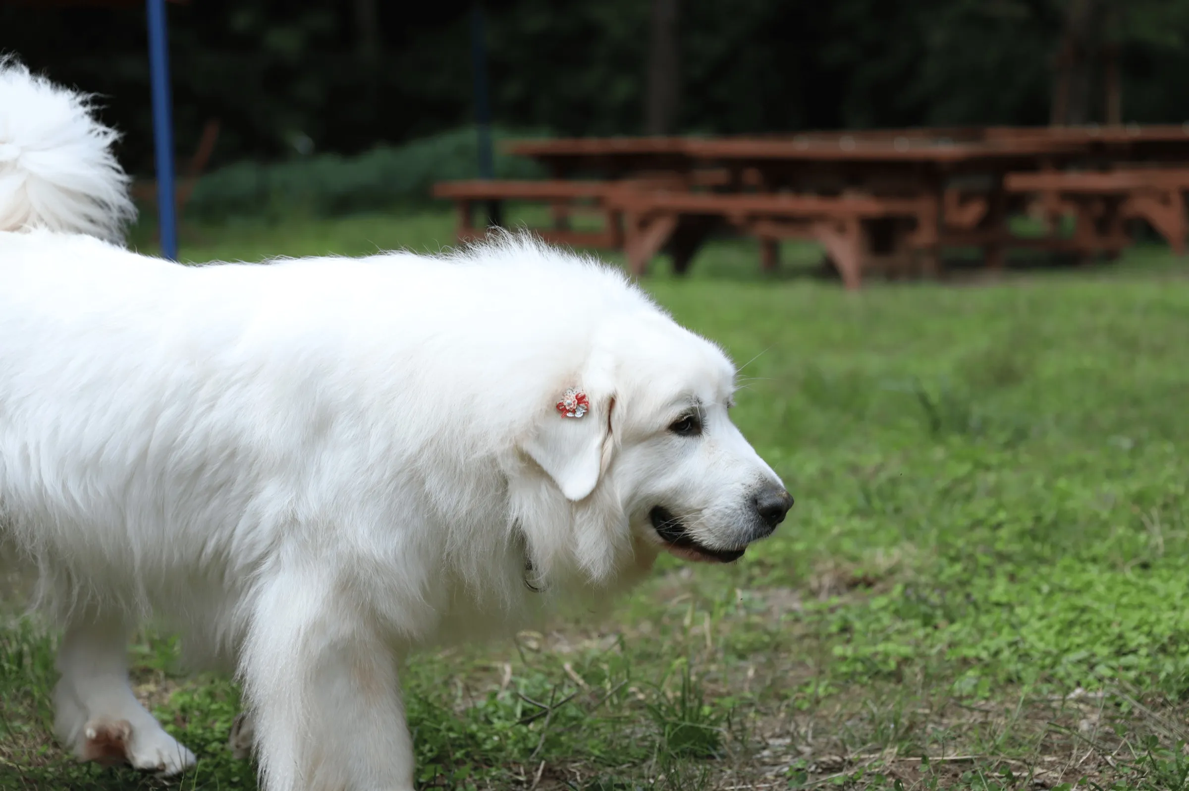 星野村 天然芝ドッグラン わんこが走る様子