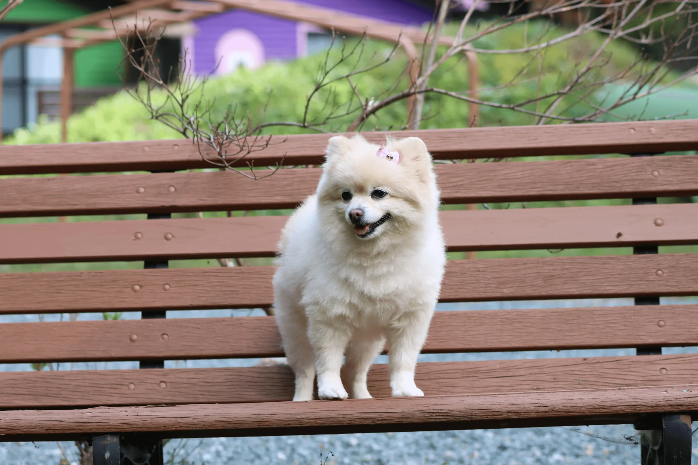 ワンちゃん