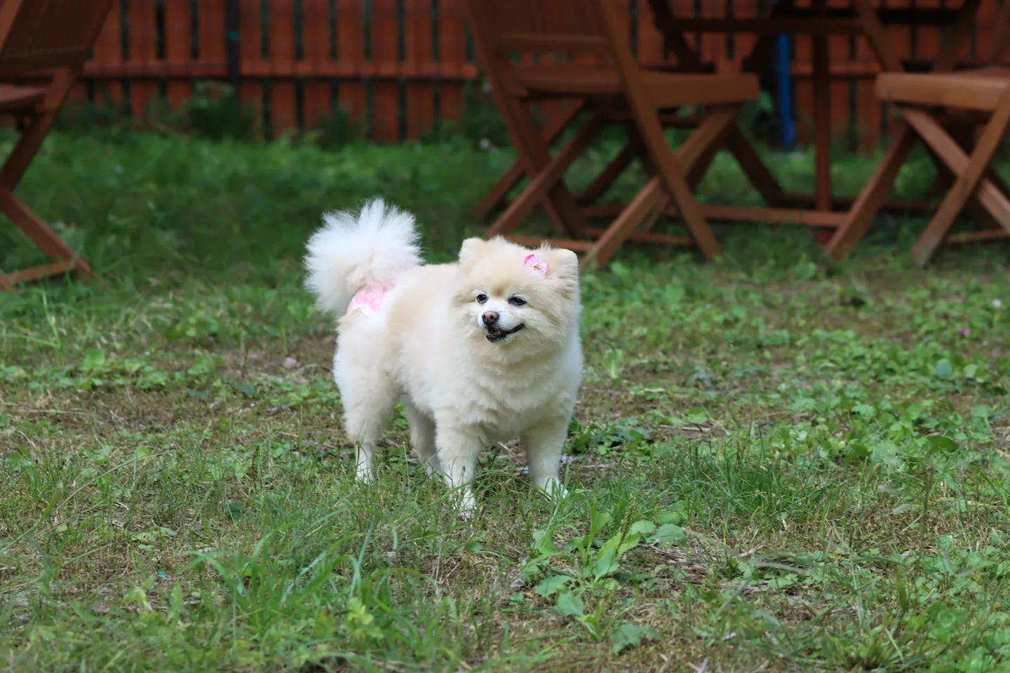 犬のいる風景