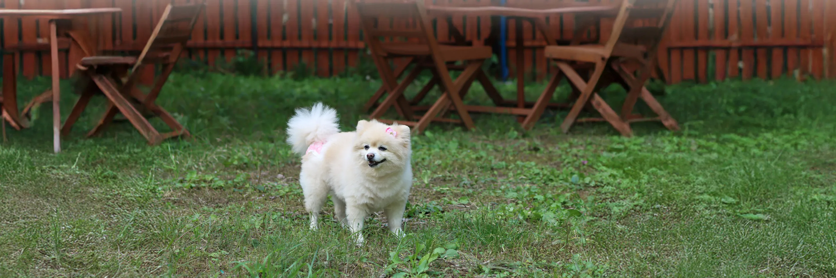 犬のいる風景