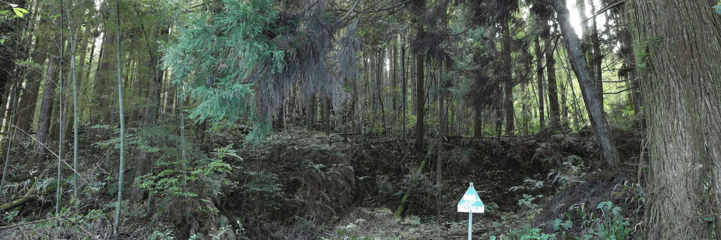 水源の森