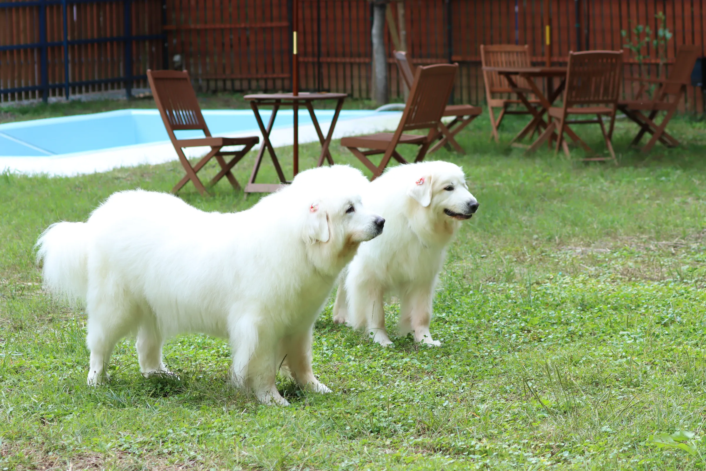 星野村でわんこと泊まれるキャンプ場「ほしのスター」のご紹介