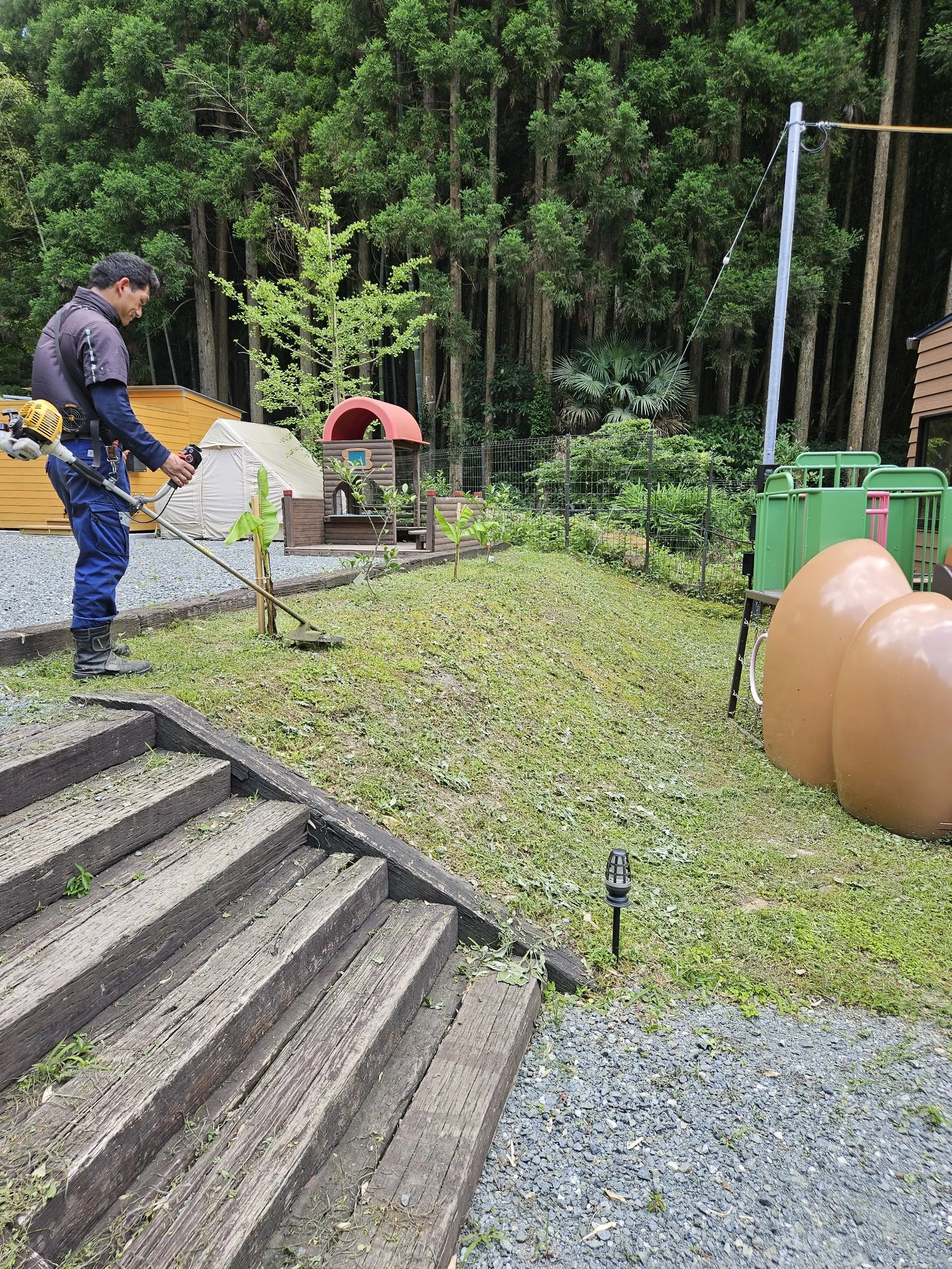 🍌バナナ🍌の木を植えました🌳ほしのスター