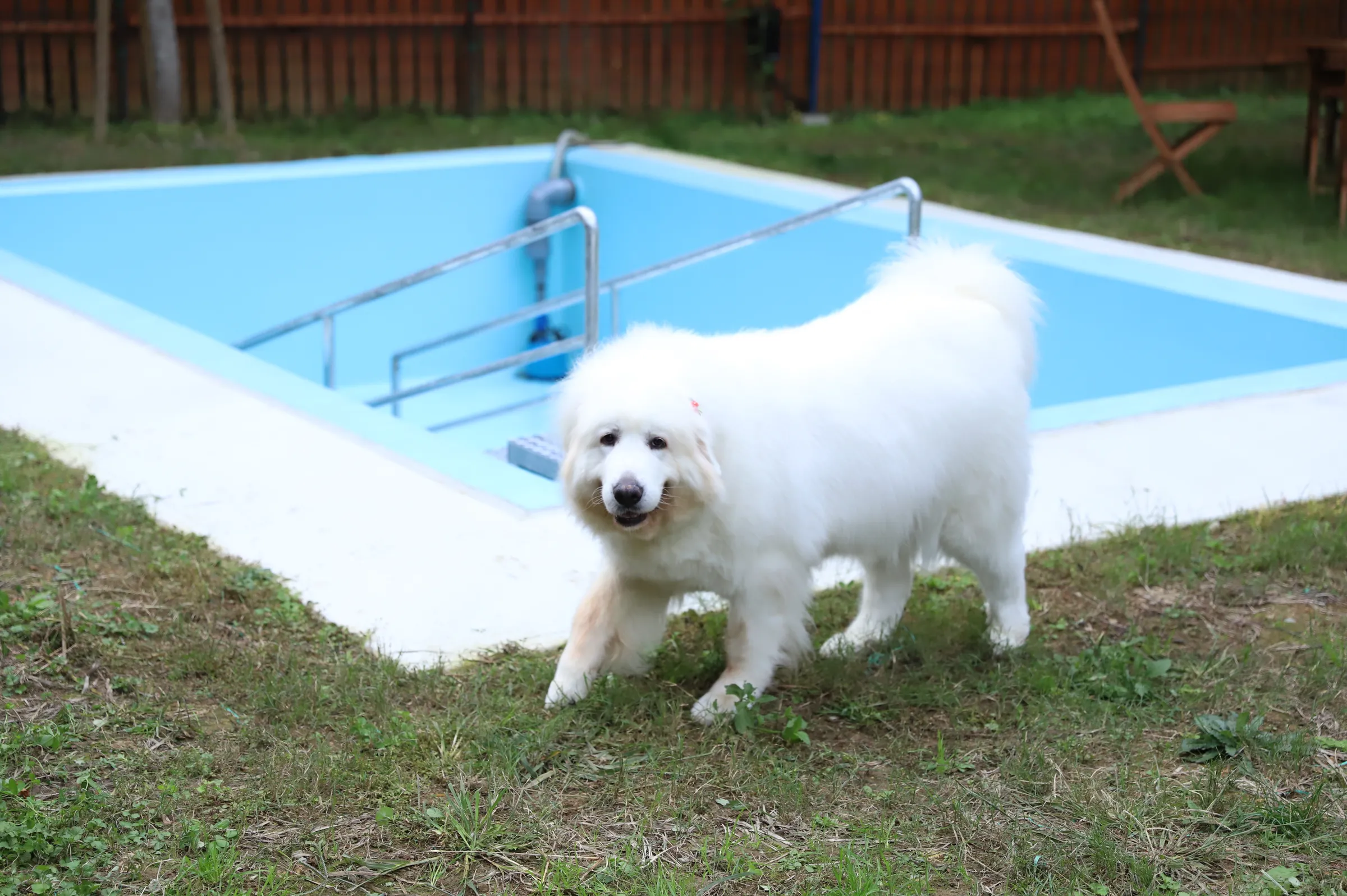 犬と一緒にプールで水遊び｜星野村のキャンプ場「ほしのスター」
